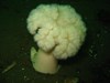 Photo of Metridium farcimen